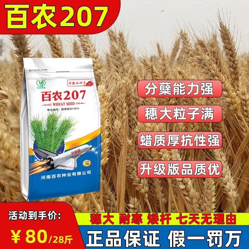 小麦高产抗寒抗倒抗裂颗粒饱满