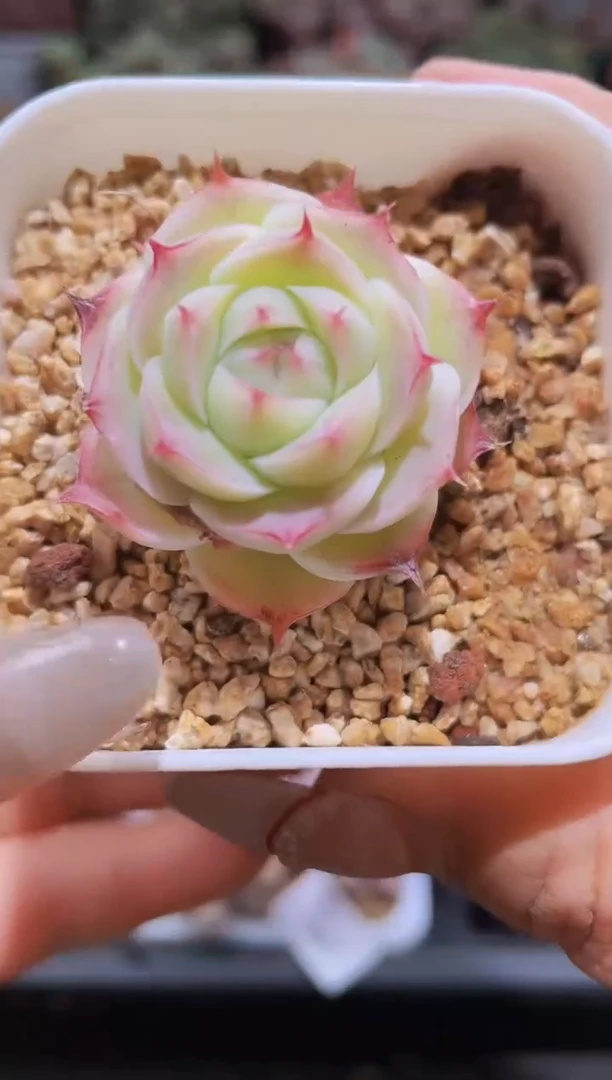 【闪购商品】069孤品海胆