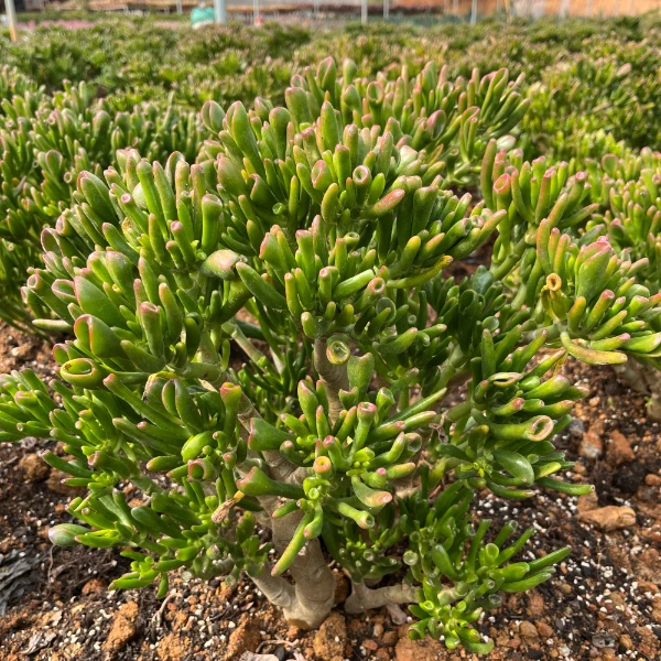 4年老桩吸财树   室内室外好看好养  多肉绿植云南昆明发货
