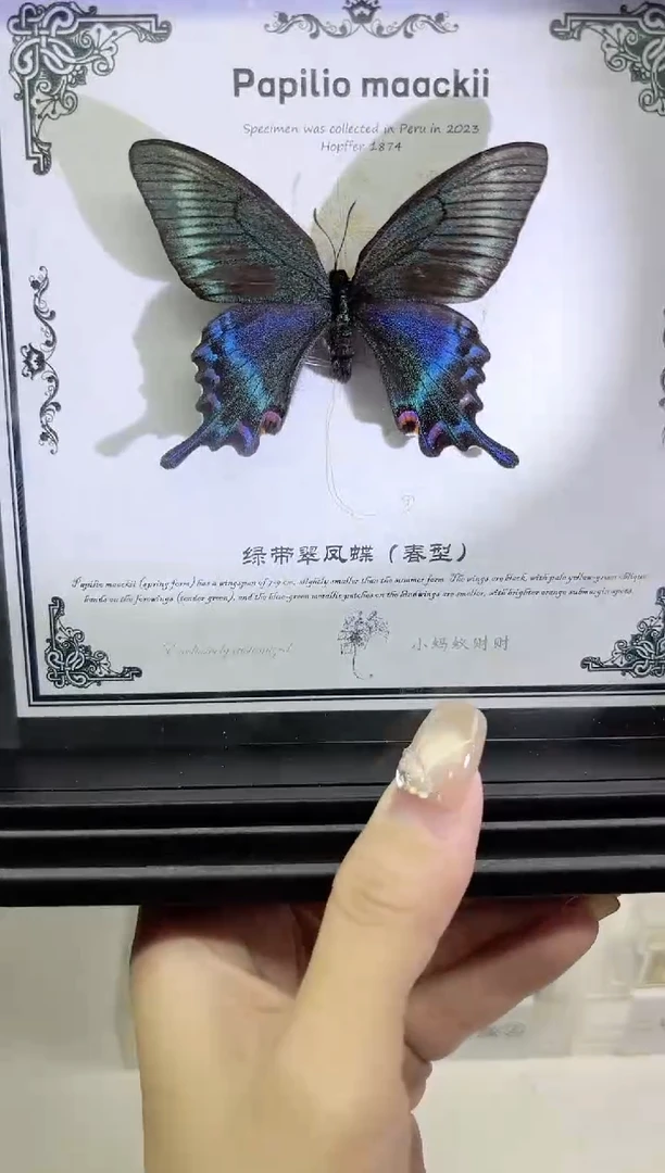 绿带翠凤蝶春相框标本