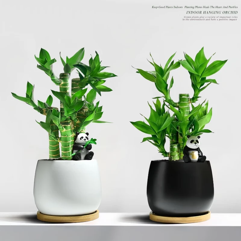 富贵竹节节高室内植物桌面绿植带根粗枝步步高花卉文昌竹客厅盆栽