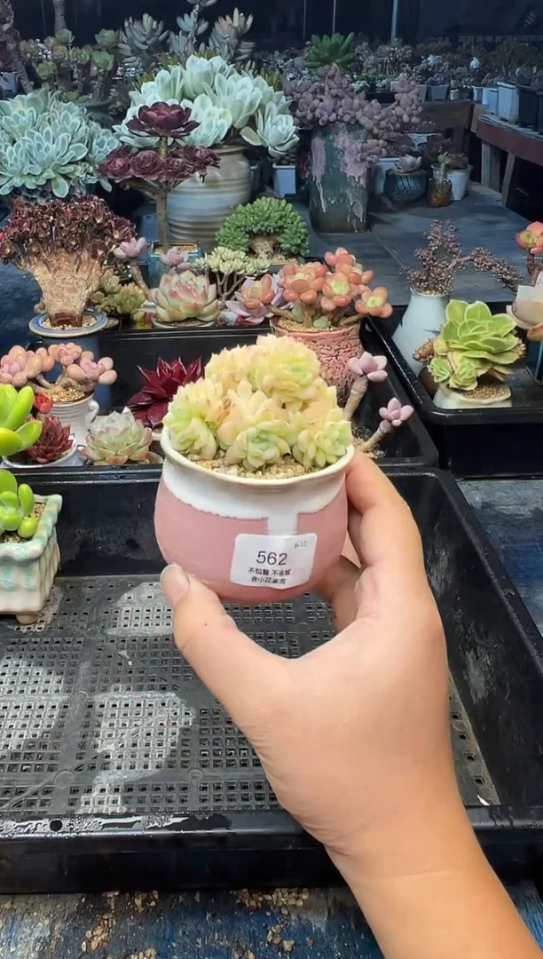 跟****行562           不带盆