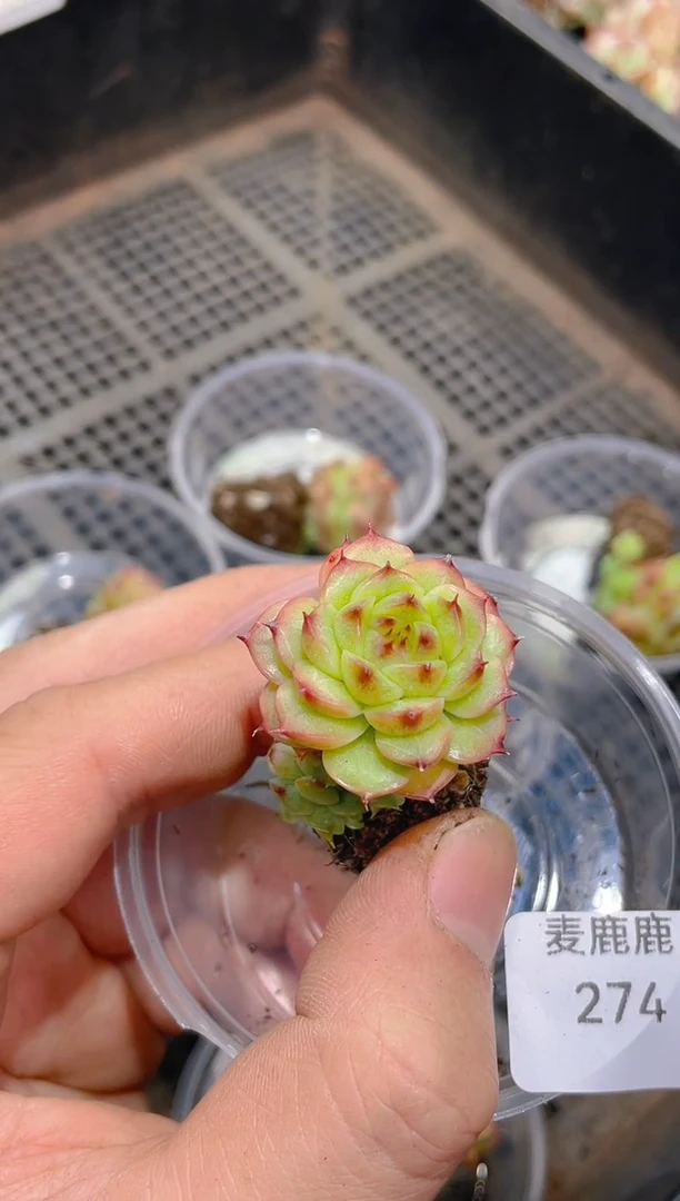 273特殊Y-11        量拍随机发