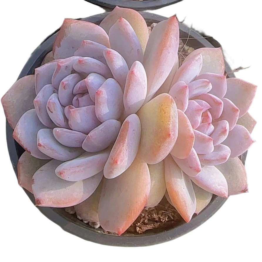 橙梦露 带盆(多肉植物)满19.9包邮 云南基地源头直发新手好养