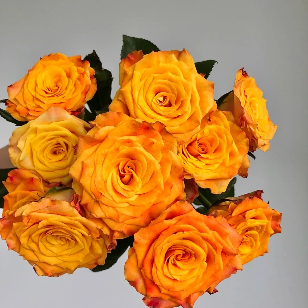 【北方玫小朵玫瑰&金色海岸】花期持久 产地直发 两单顺丰