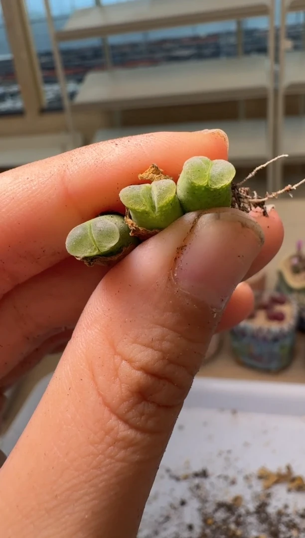 28-23多肉植物肉锥超级奶瓶