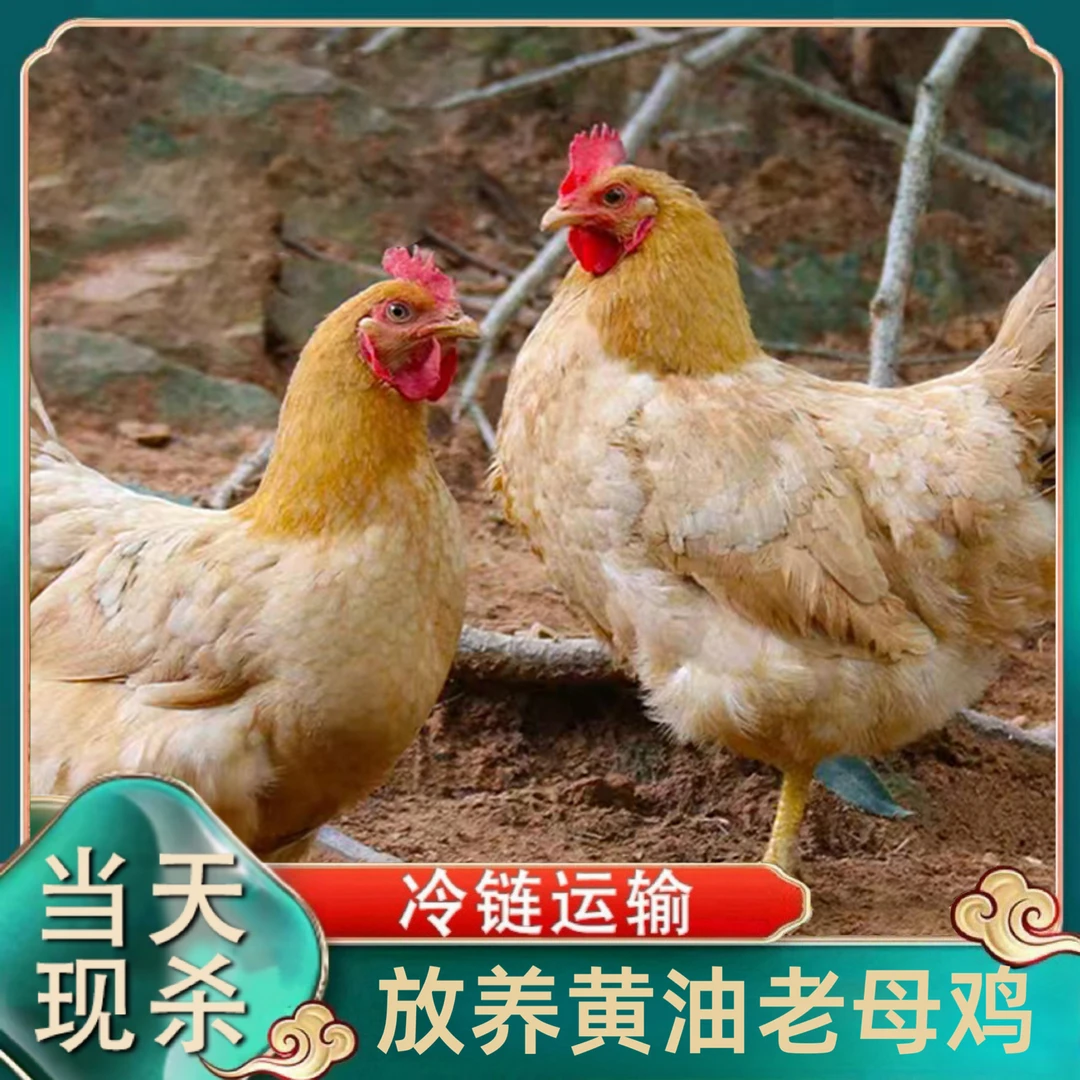 【大妹土鸡】放养黄油老母鸡 共4只净重11斤