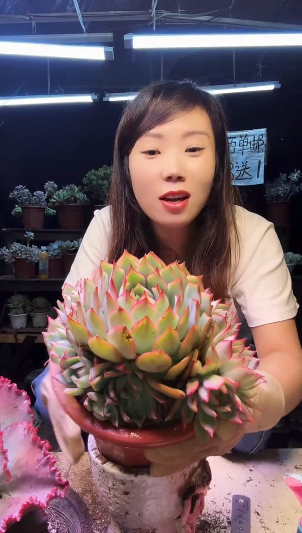 宝莲灯群