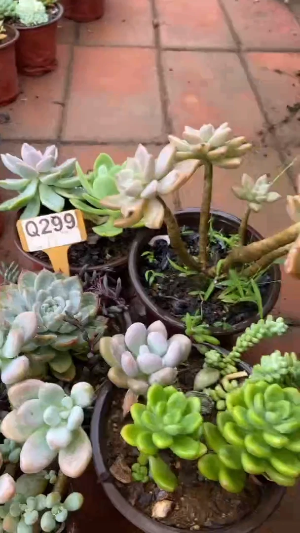 Q299多肉组合默认脱土发货