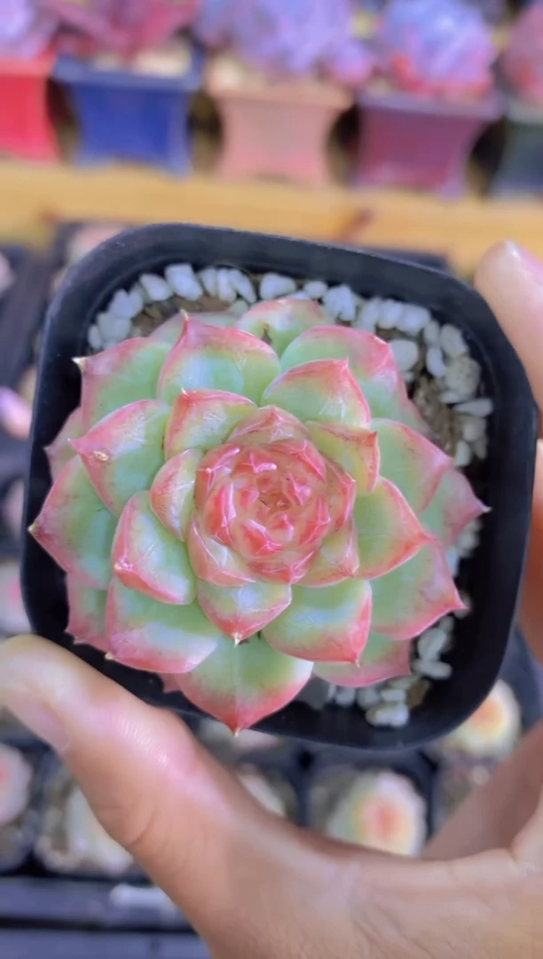 127-香蜜女王（量拍）