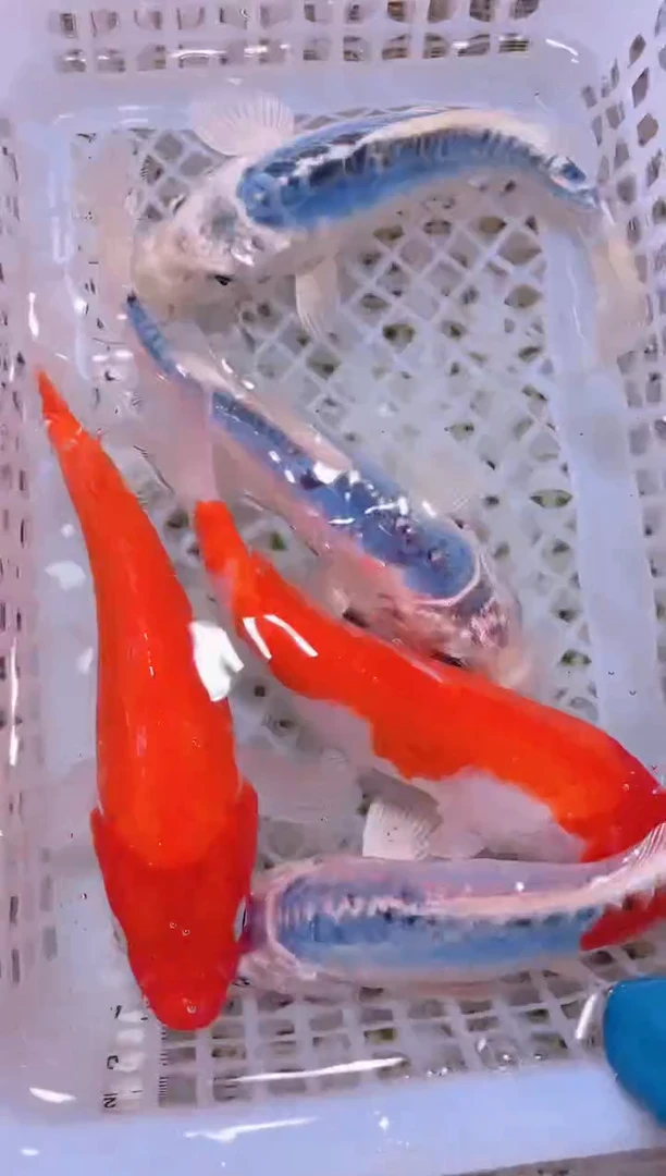 锦鲤冷水观赏鱼全场包邮93