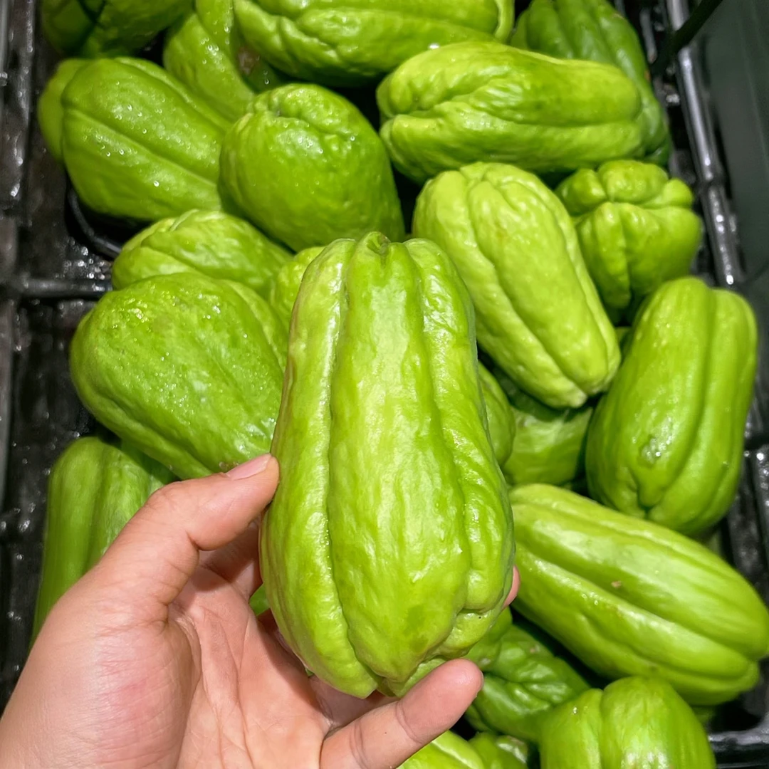 农家种植现摘现发新鲜佛手瓜炒菜炖汤佳品