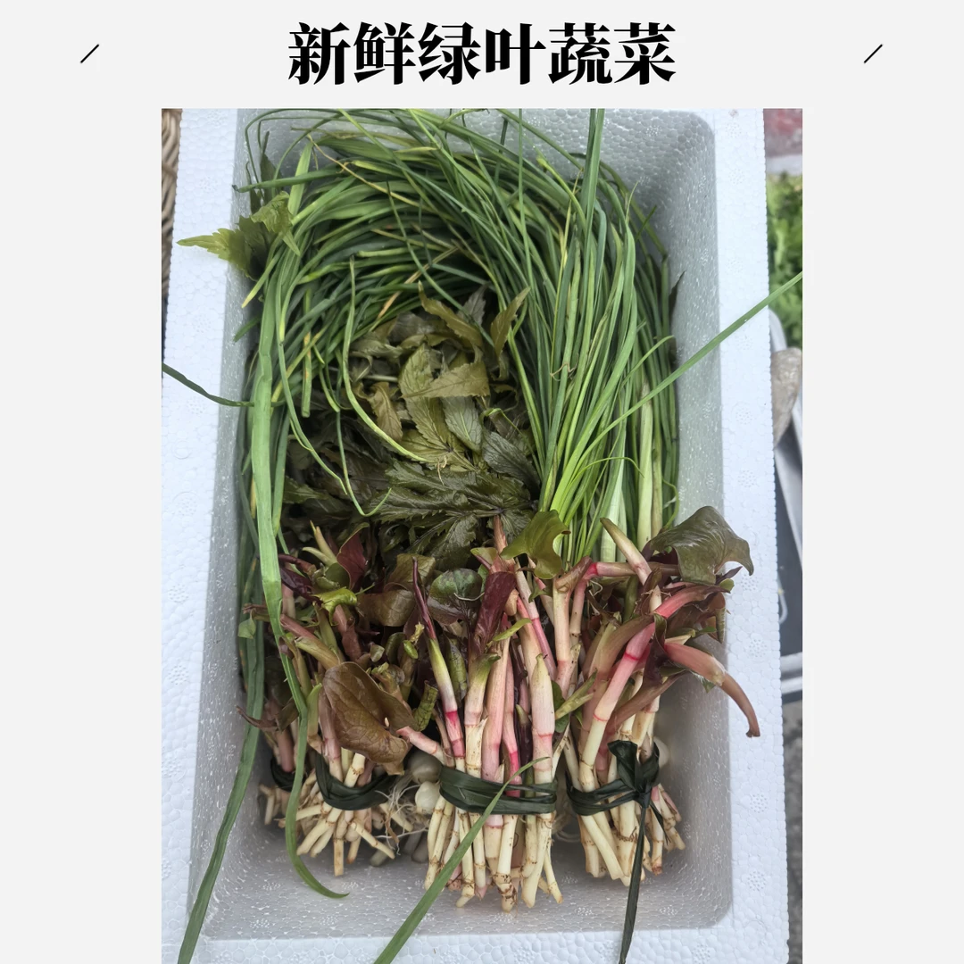 套餐雪芽菜500g折耳根250g野葱250g
