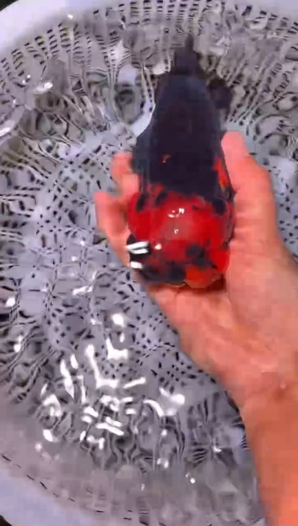 金鱼（运费到付，马印灯下展示）福州追鱼兰寿金鱼