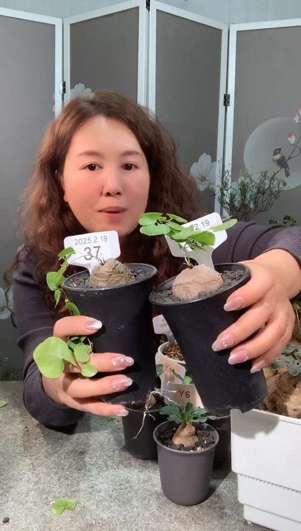 【闪购商品】南非龟甲龙2.19.37