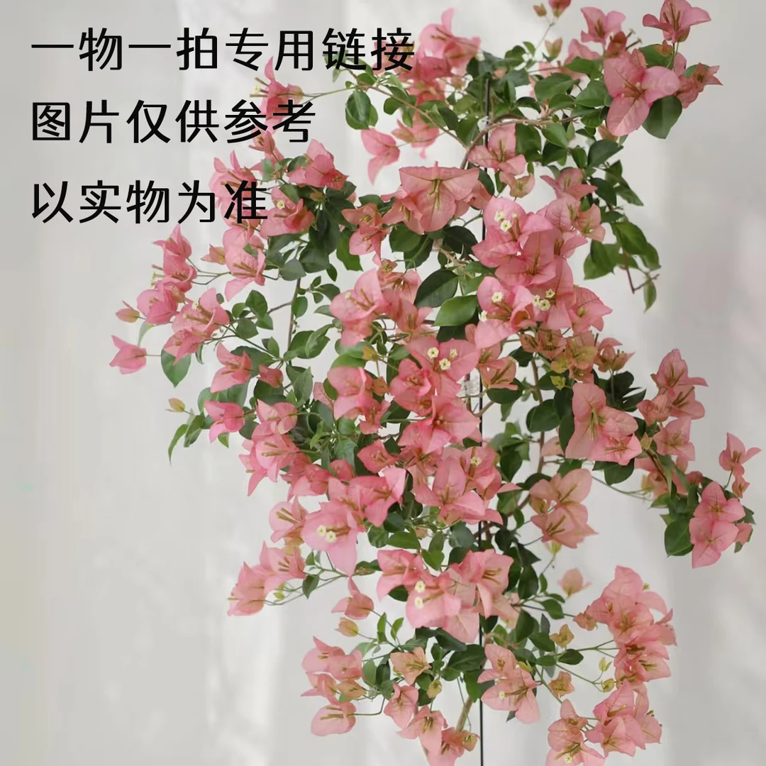 【卡亚塔】三角梅精品花卉室内花卉盆栽四季开花基地直发迷你九万字