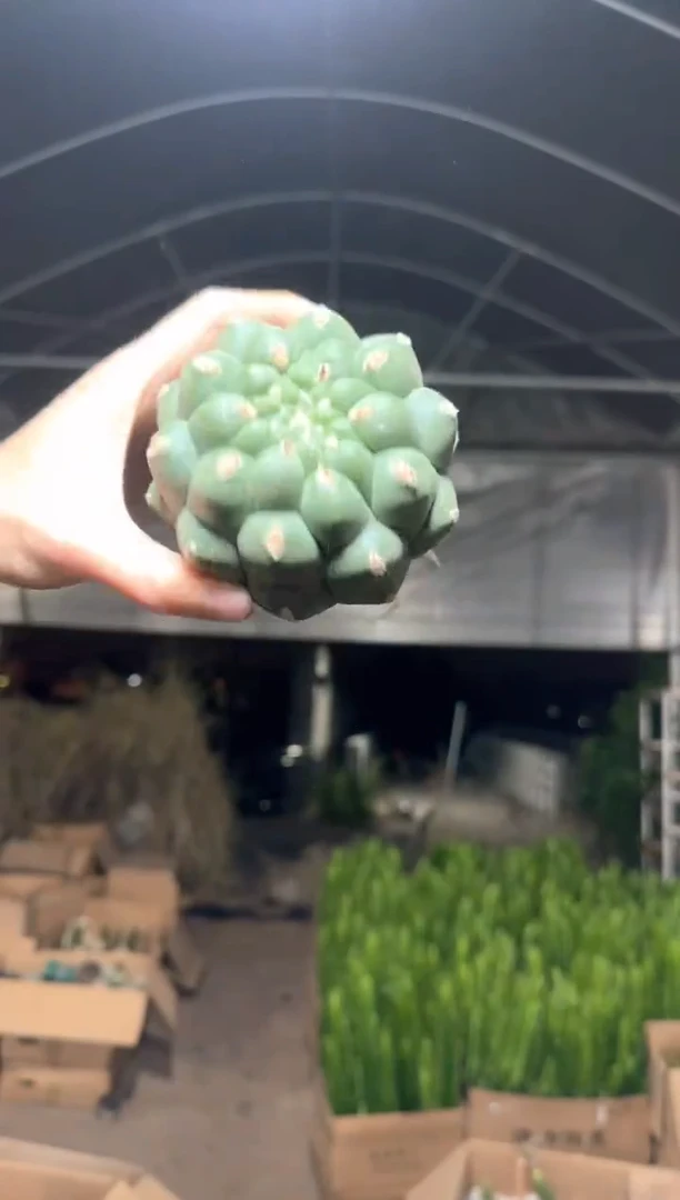 实生根 佛头 7-10cm