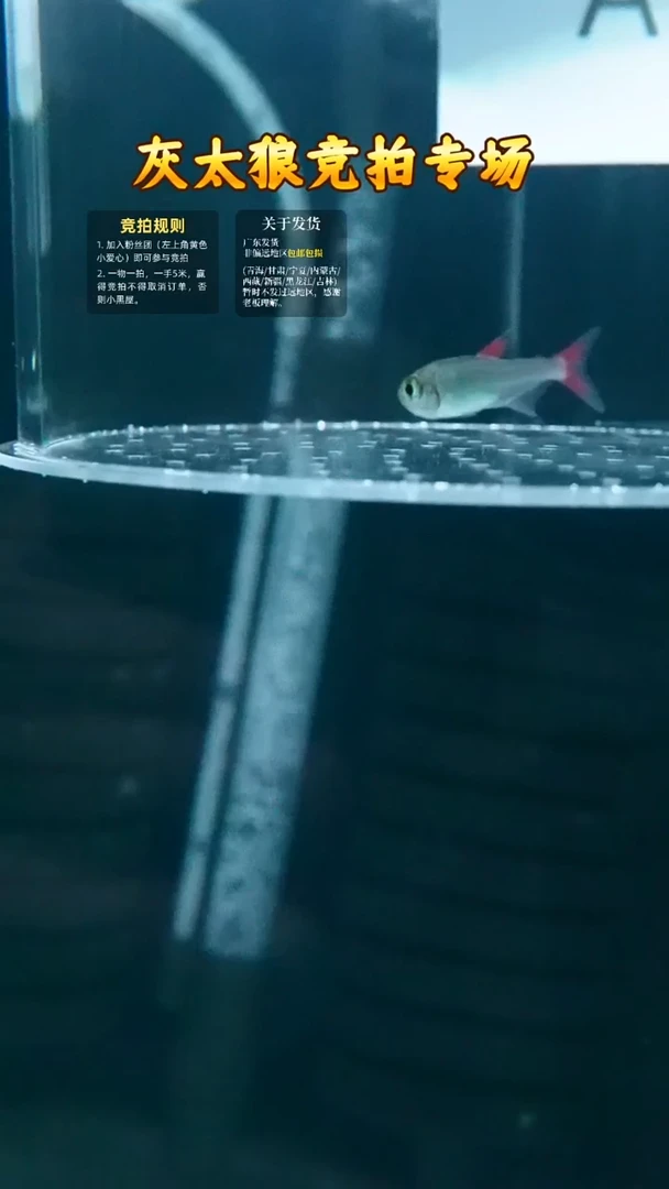 灯科鱼A7灰太狼2.5cm两红