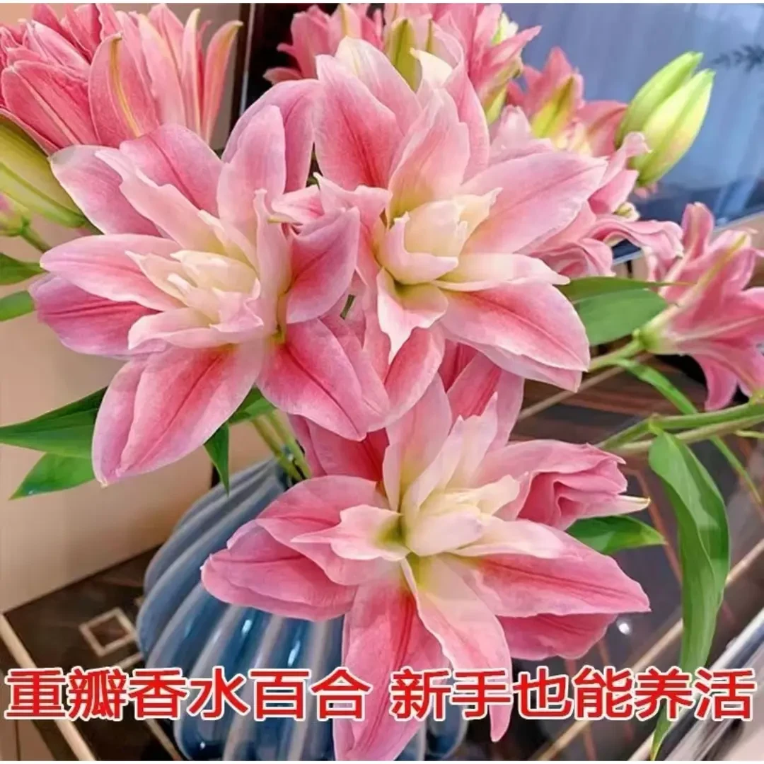 进口多头香水百合种球四季开花浓香型百合室内盆栽阳台绿植