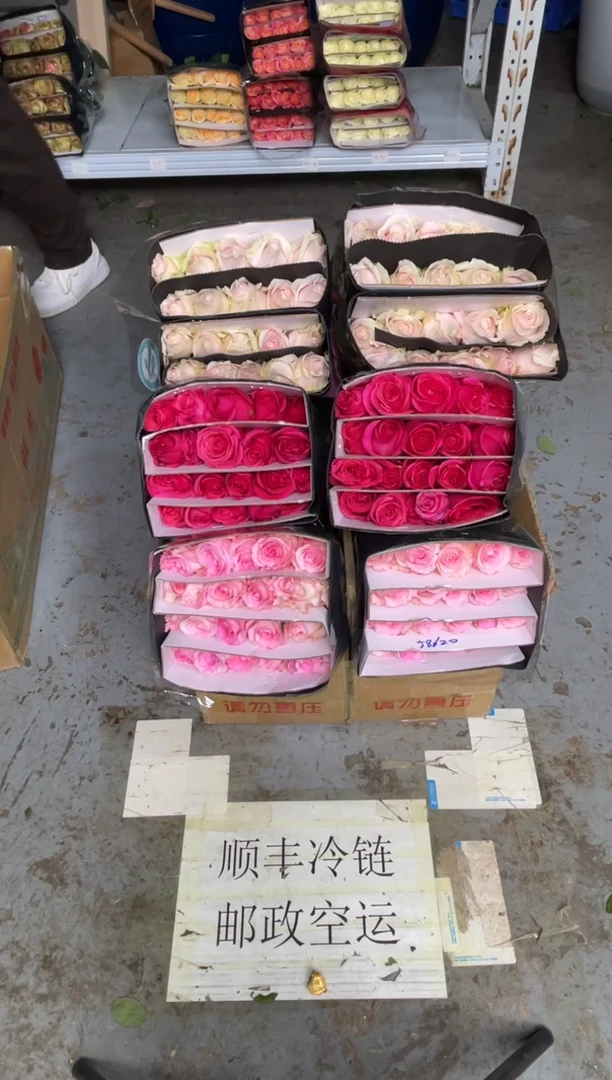 洛神20枝+佛洛依德20枝+粉红20枝