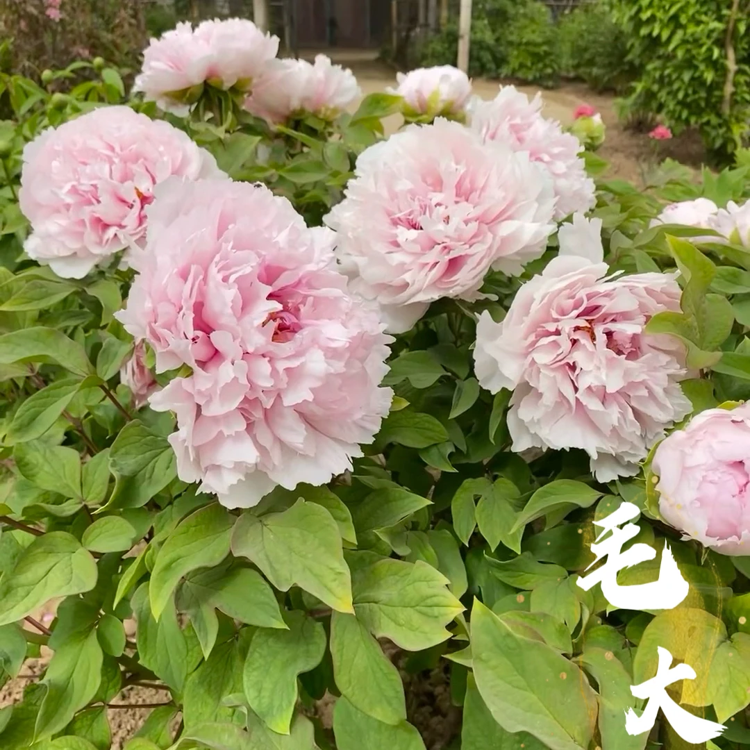 【原盆原土-雪映桃花】洛阳正宗重瓣牡丹花室内庭院盆栽牡丹花基地