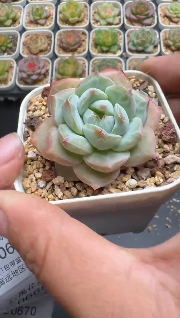 666E云禹多肉植物 带盆土纸巾打包 3颗包邮