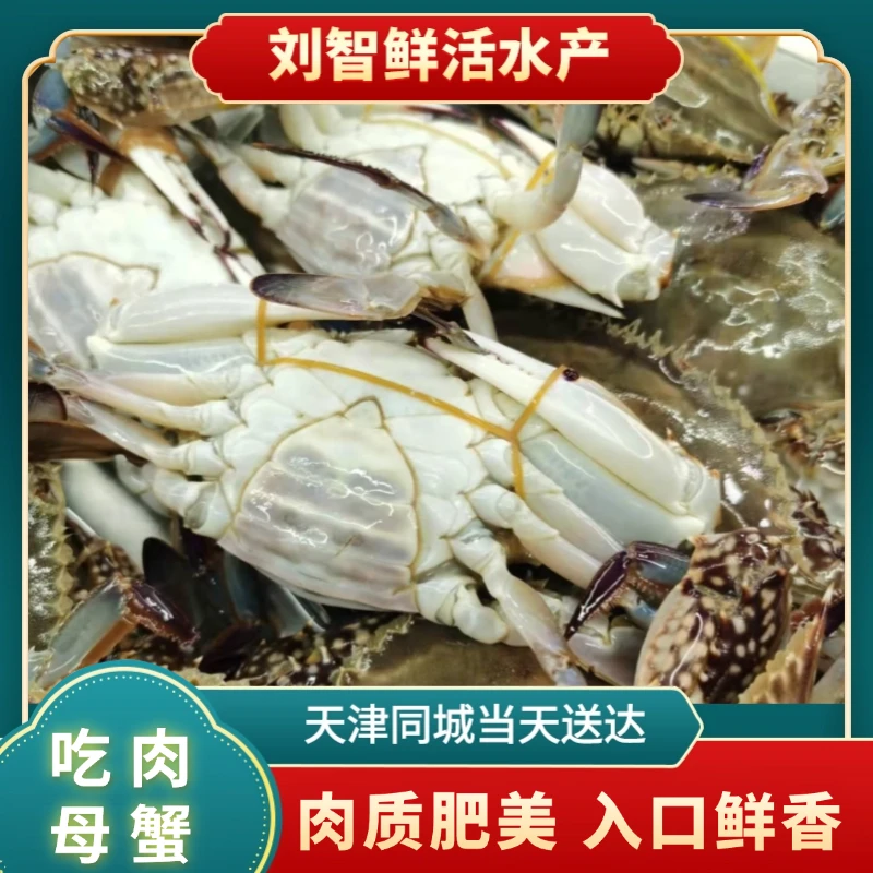 吃肉母蟹【保鲜不保活】一只2两左右  2斤起天津同城当日达断氧