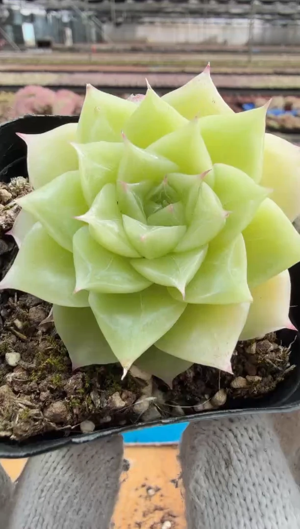 东云多肉园二店-472