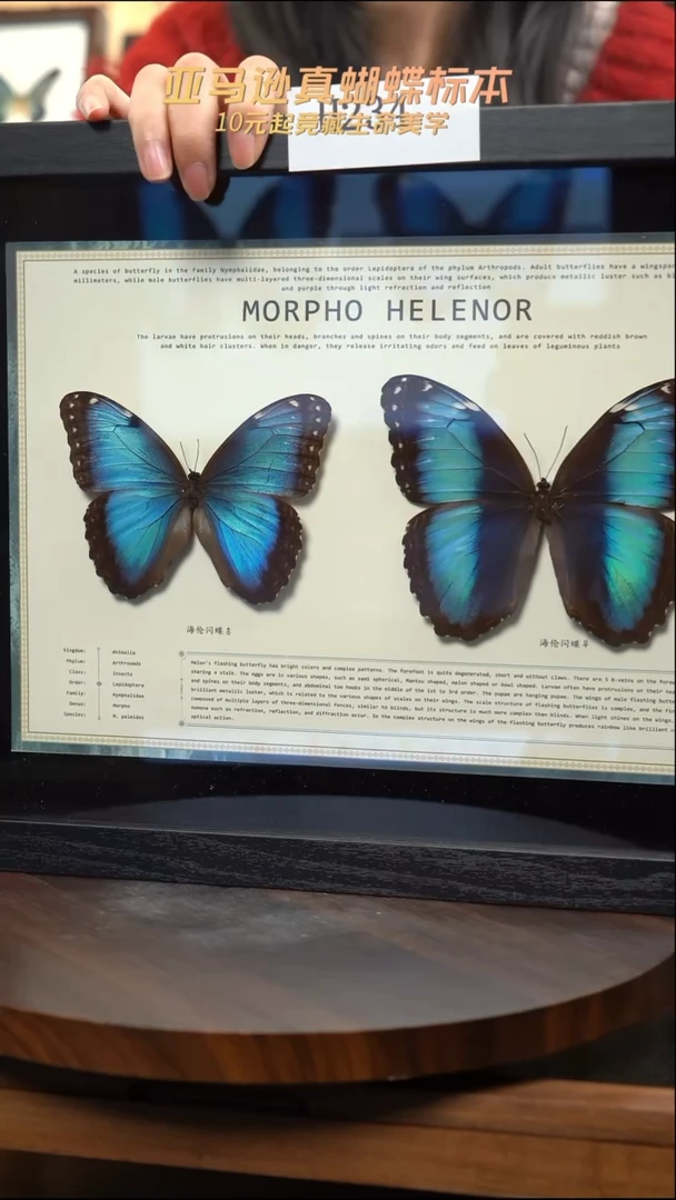 蝴蝶标本摆件竞拍h234