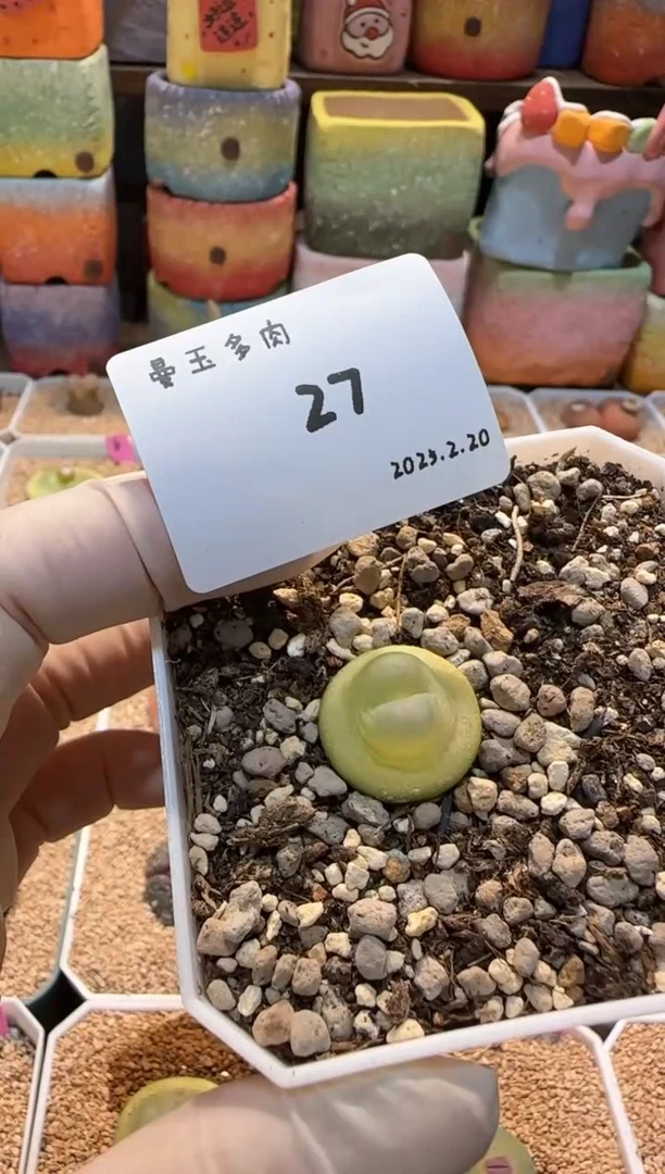 【闪购商品】25.2.20-27萌萌酱