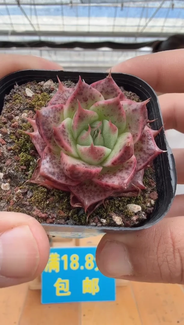 东云多肉园二店-44