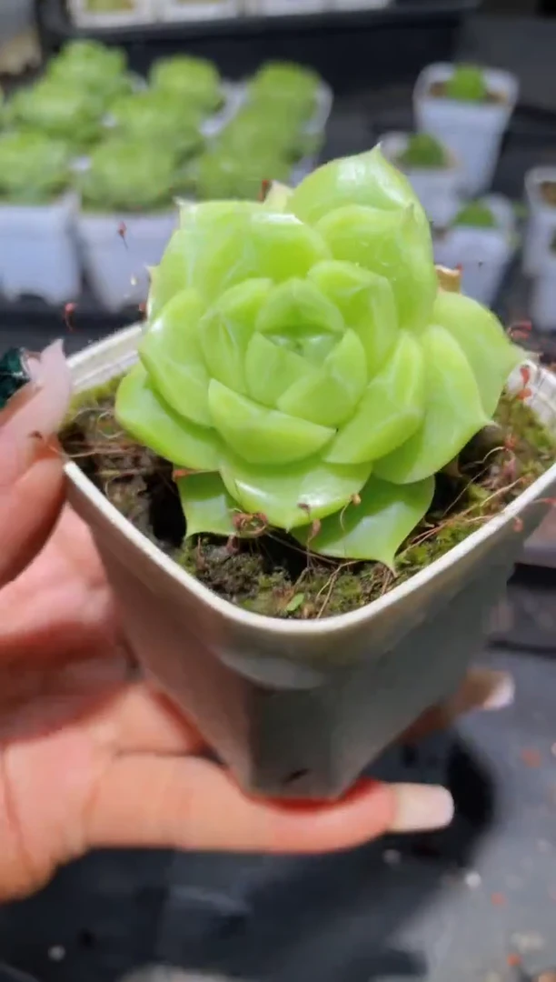 374花翡一物一拍
