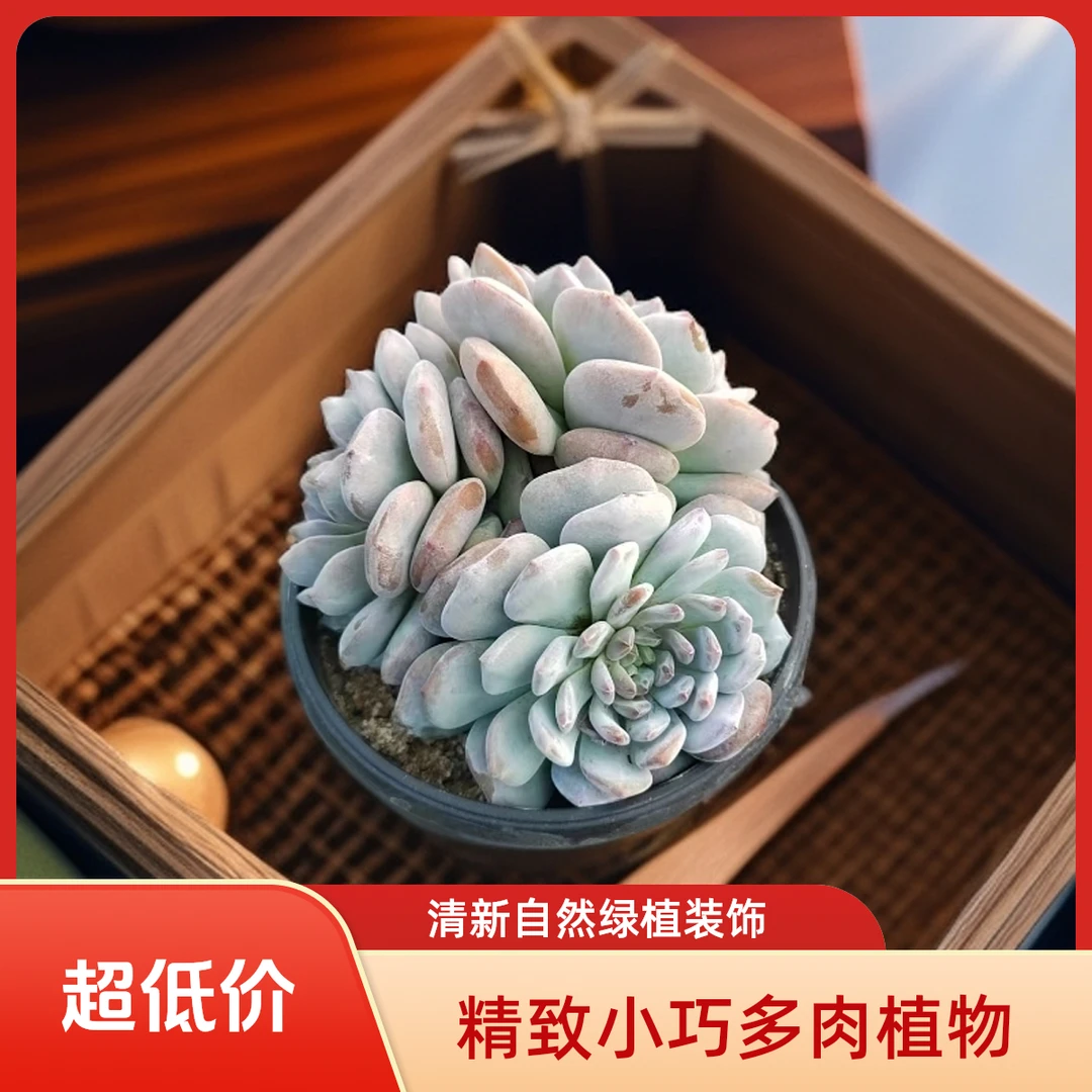 星星橙大群多肉植物盆栽品种好养适合办公室阳台