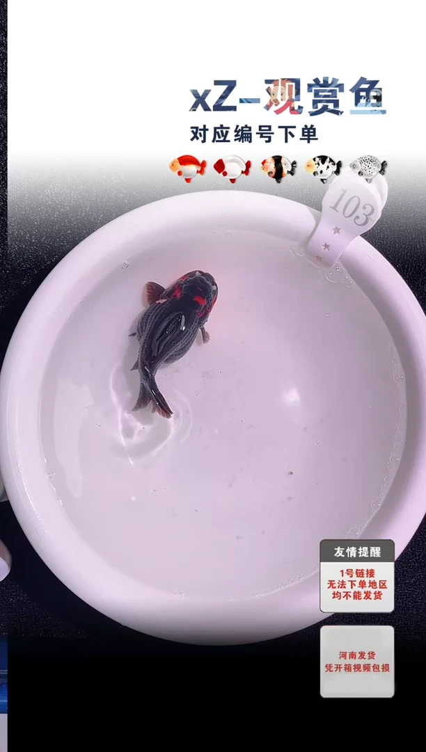 金鱼未拍包装顺丰到付103号