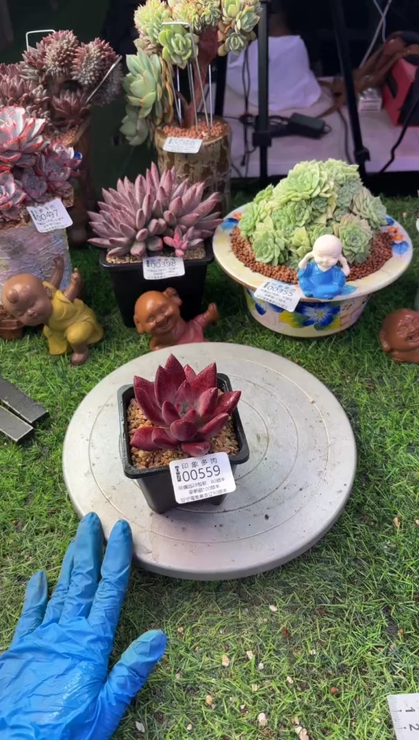 昆明印象多肉00559