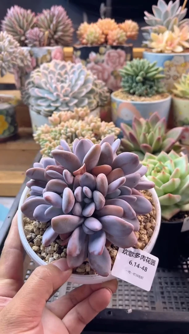 ?*姐6.14-48粉兔11111111