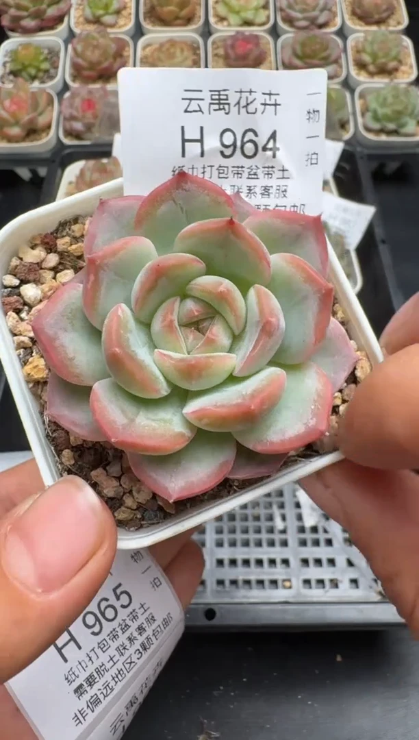 964H云禹多肉植物 带盆土纸巾打包 当天拍3颗包邮