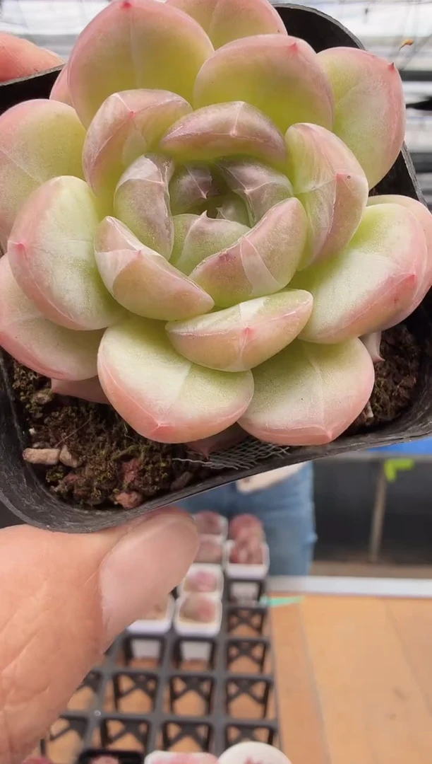 东云多肉园新款-147