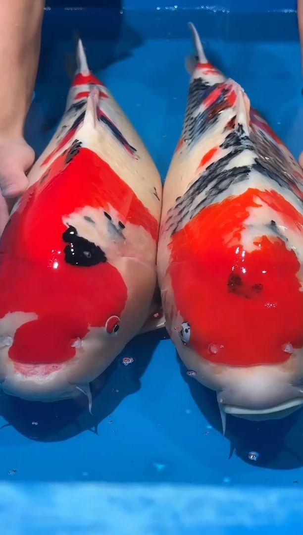 锦鲤佛山金隆锦鲤直播专用闪购链接，不支持7天无理由退货退款