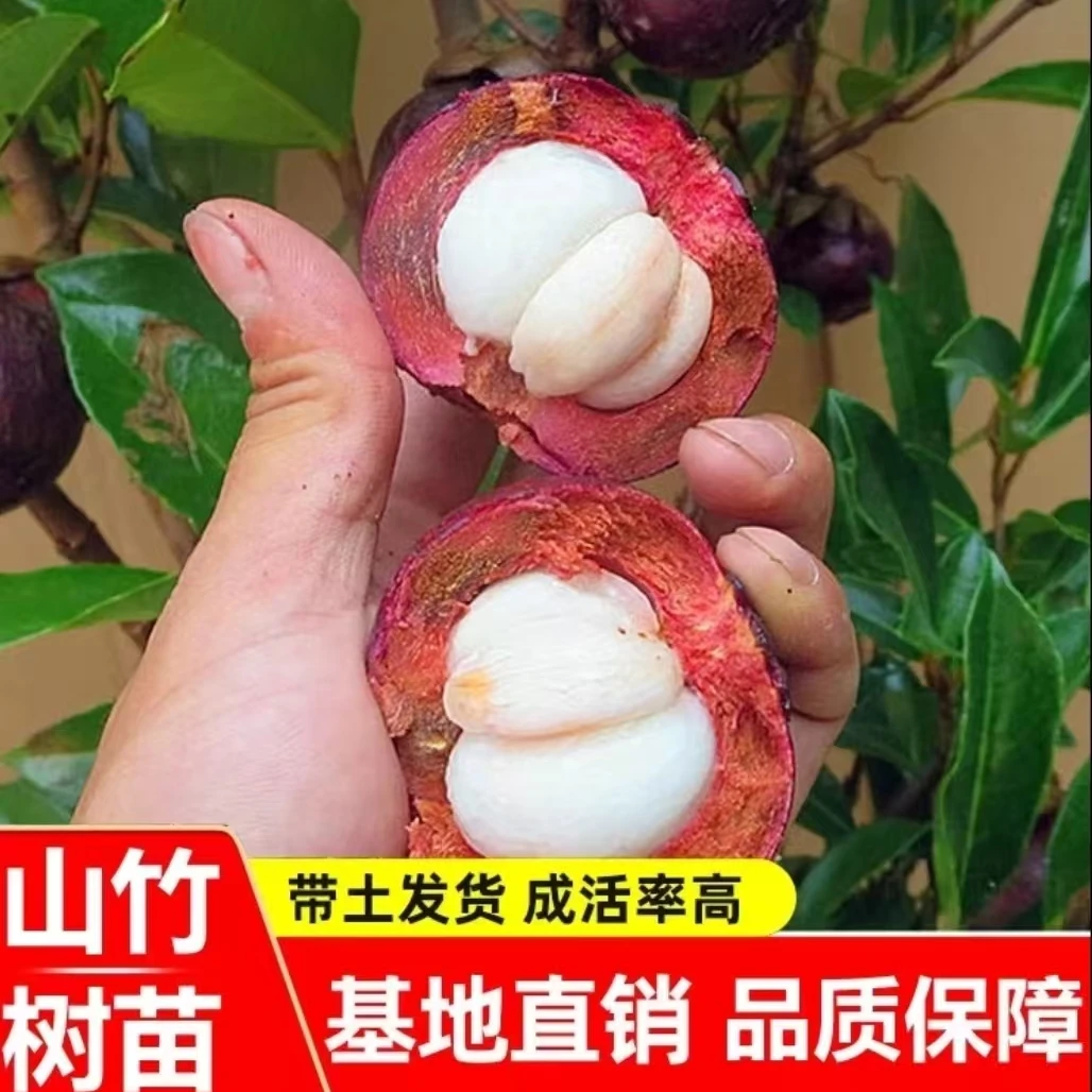 山竹苗无籽山竹苗山竹树苗果树苗盆栽地栽当年结果南无籽山竹果树