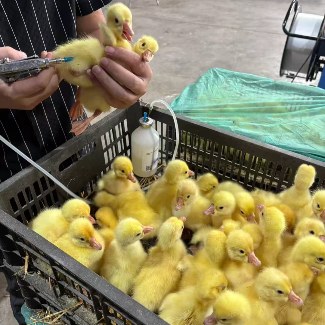 大品种杂交 白 鹅 四季产蛋 宠物鸭