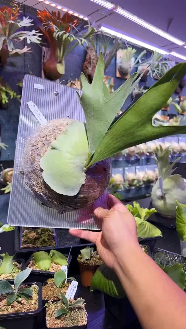 完全开放板植 二岐