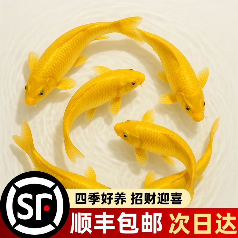 黄金锦鲤招财鱼观赏鱼好养耐活自来水可养淡水鱼苗活体小金鱼