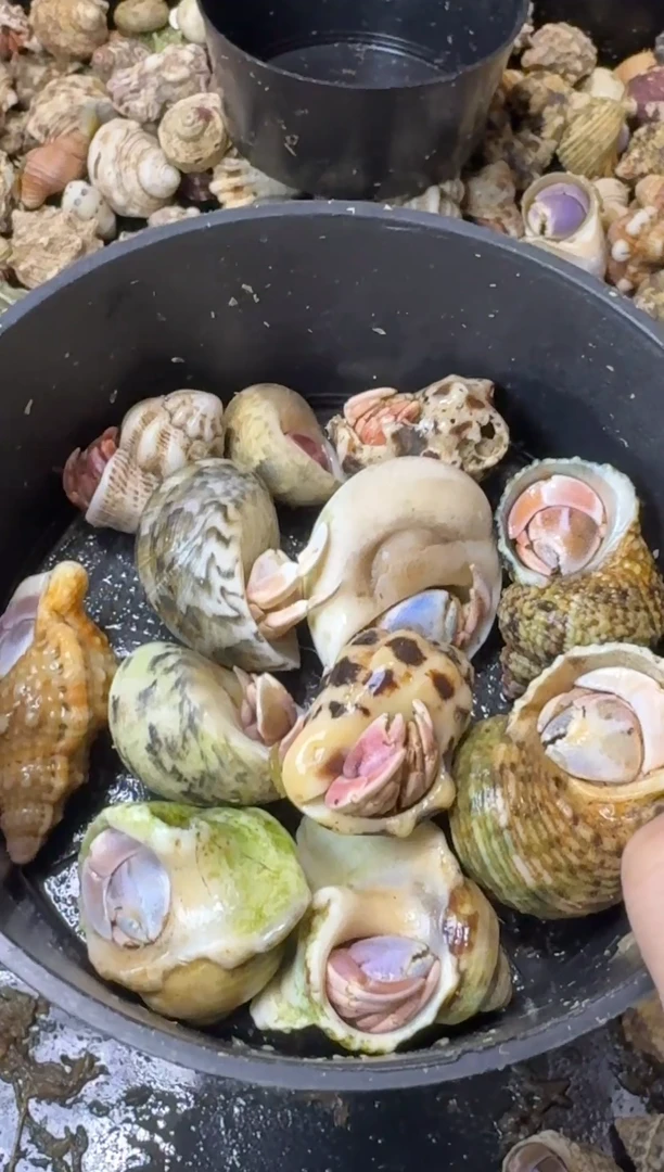 全粉色寄居蟹组合