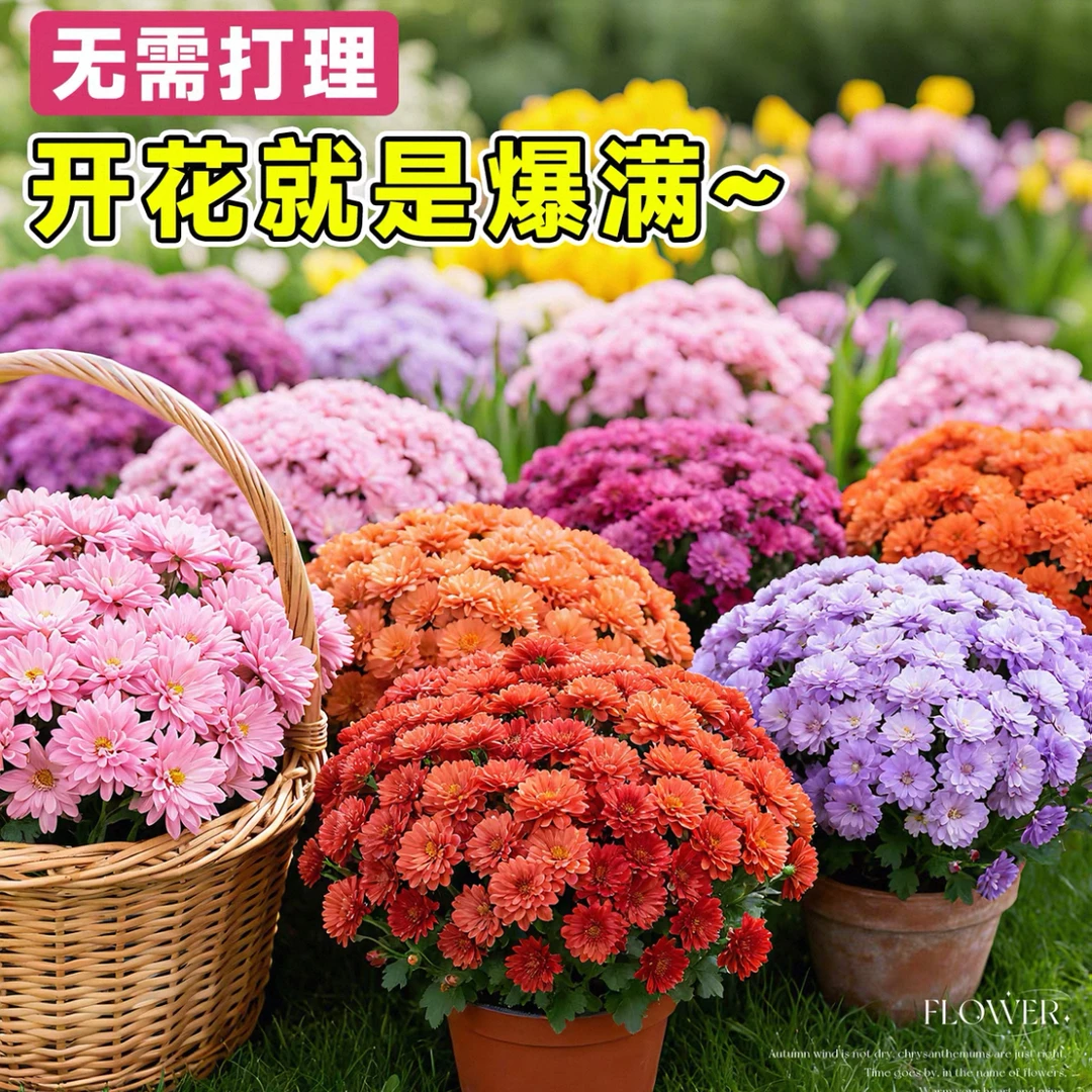 球菊盆栽多年生耐寒耐热带花苞易养护四季开花花卉植物