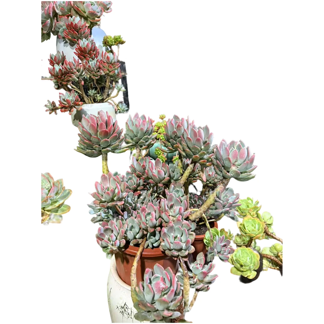 精品多肉  大灰姑娘