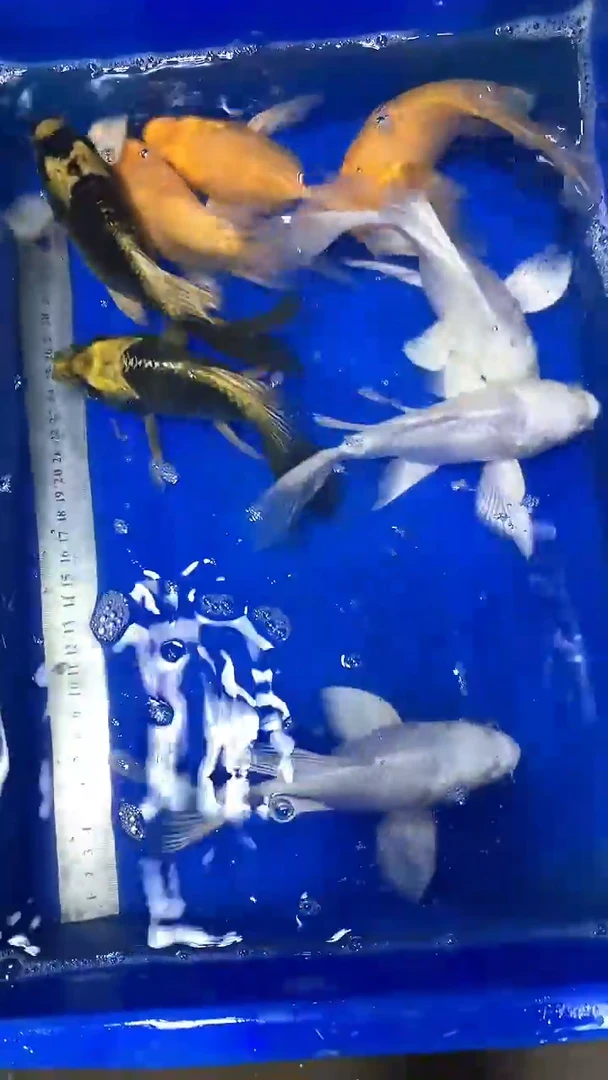 蝴蝶鲤蝴蝶鲤直播选鱼专用链接