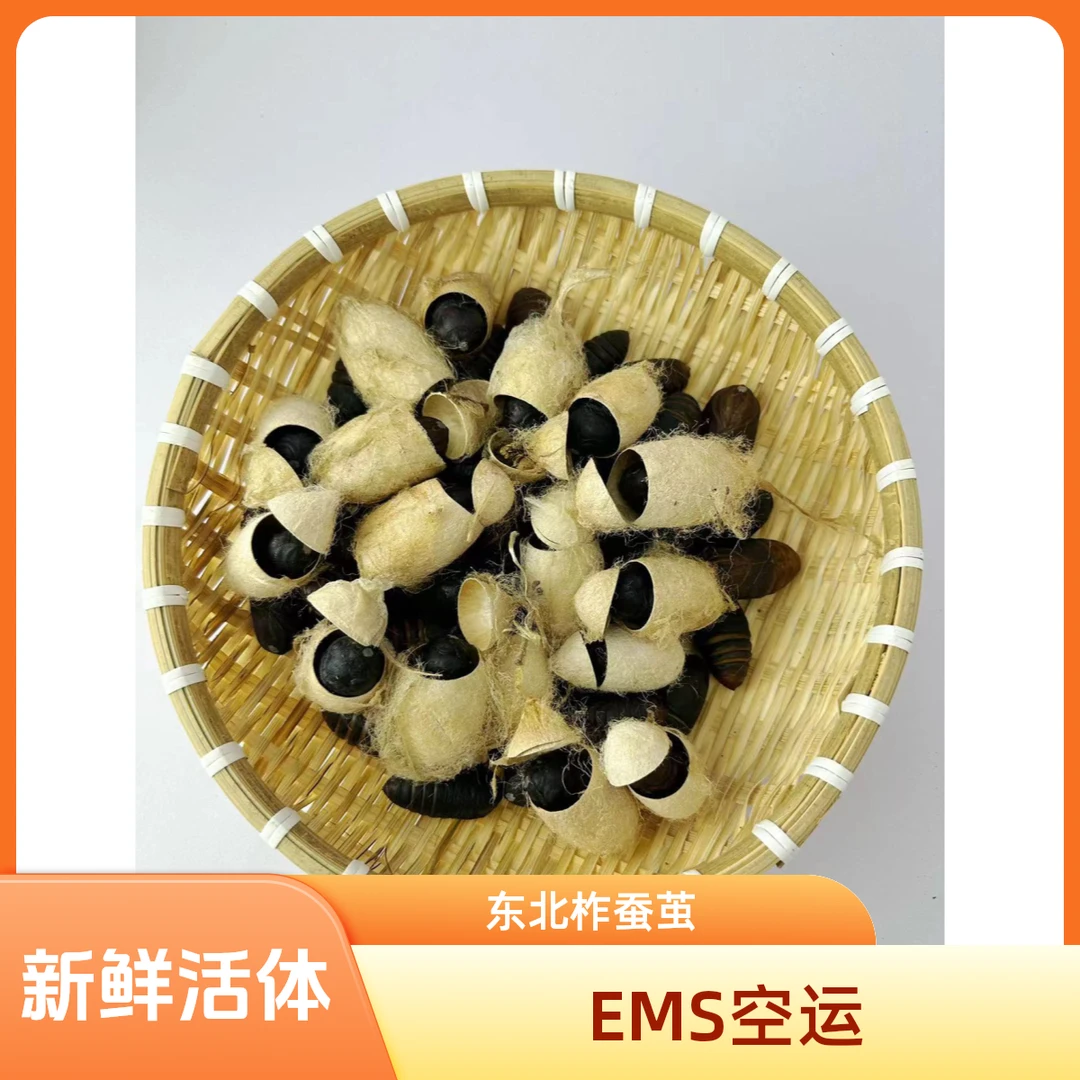 东北辽宁丹东新鲜带壳盲盒柞蚕茧 鲜活发货