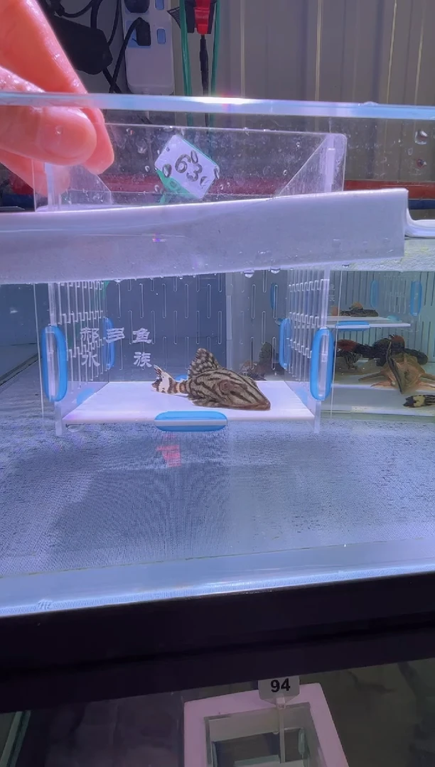 清道夫7不包入缸损63