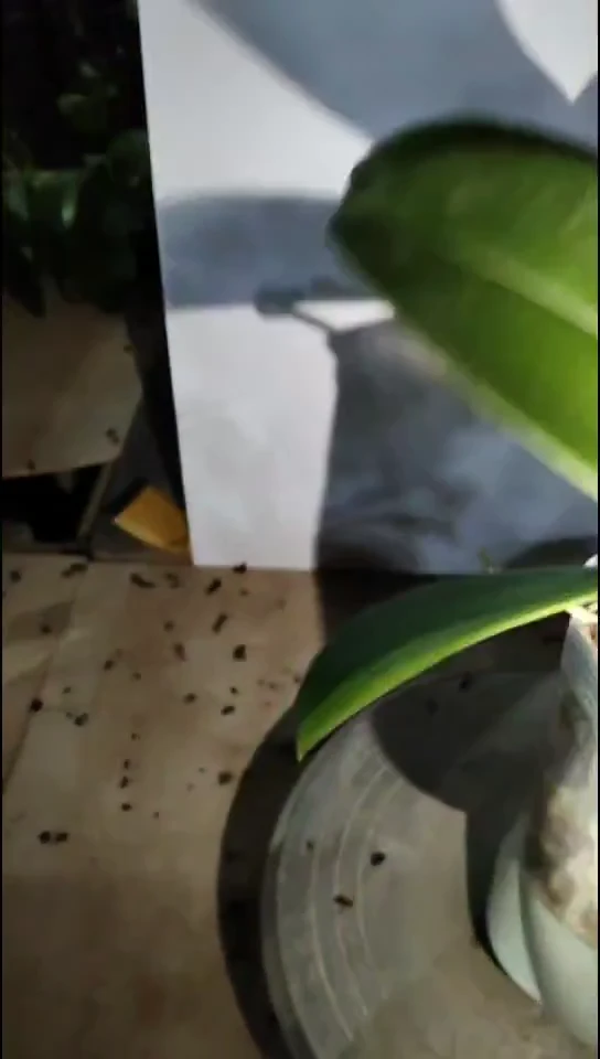 大部分花苞少量开放微微福利